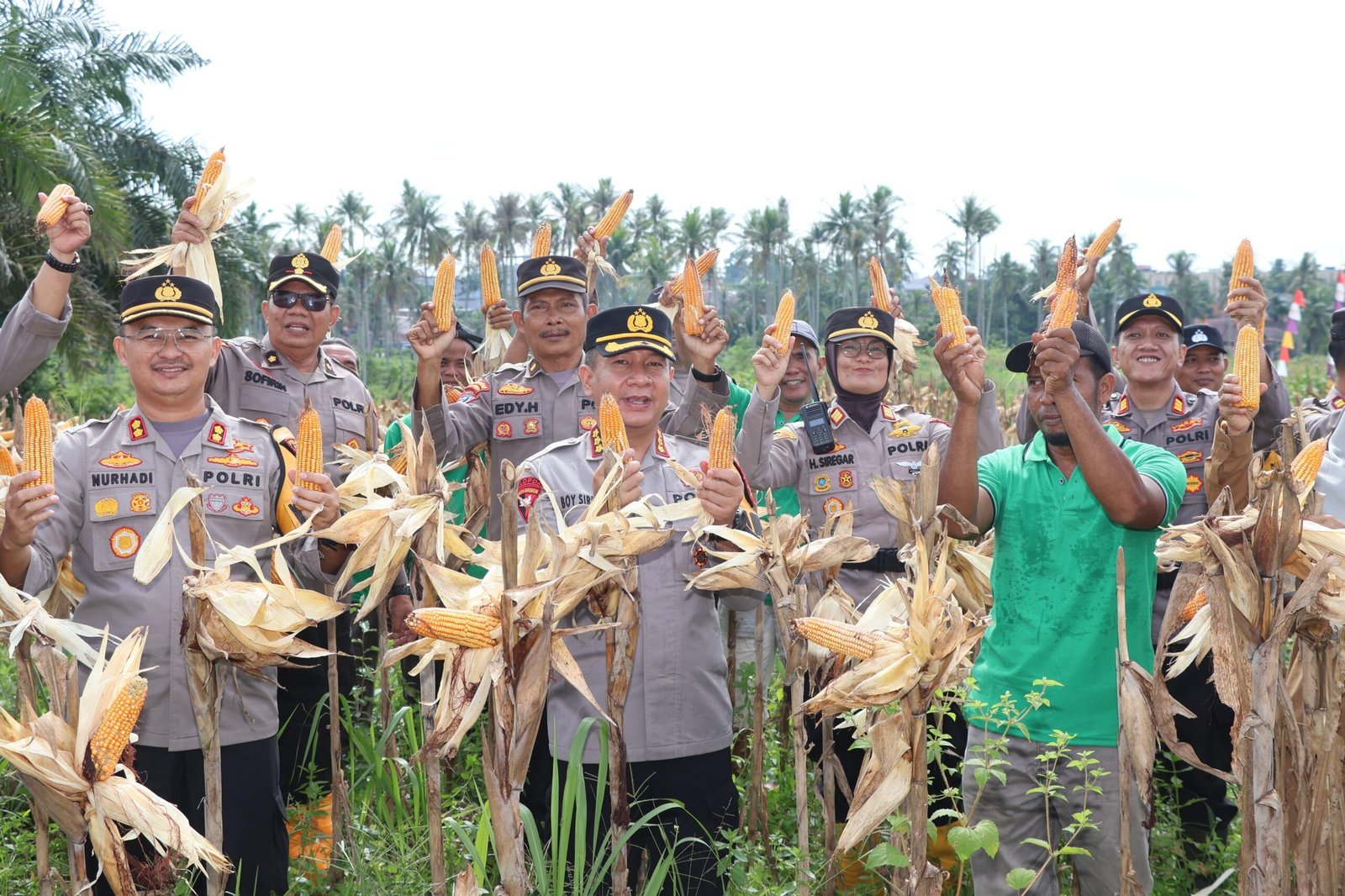 Kapolresta Jambi Pimpin Panen Jagung Perdana, Dukung Ketahanan Pangan Nasional