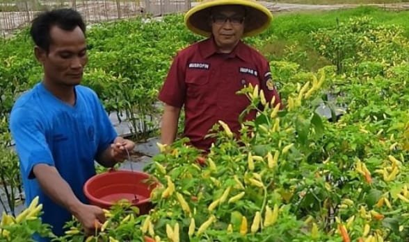 Panen Cabai Kelima, Lapas Palangka Raya Buktikan Komitmen dalam Ketahanan Pangan Nasional