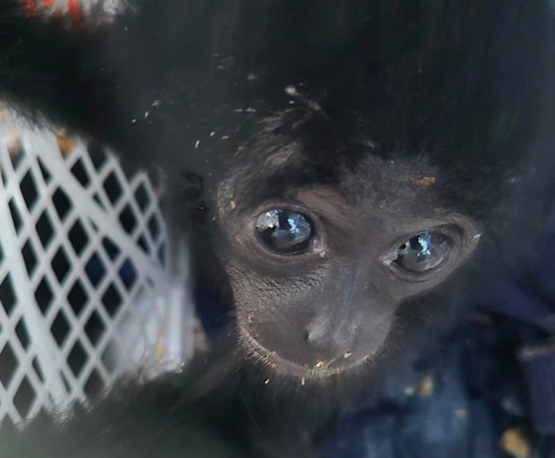 Polresta Jambi Gagalkan Penjualan Dua Siamang Ilegal, Pelaku Transaksi Lewat Facebook