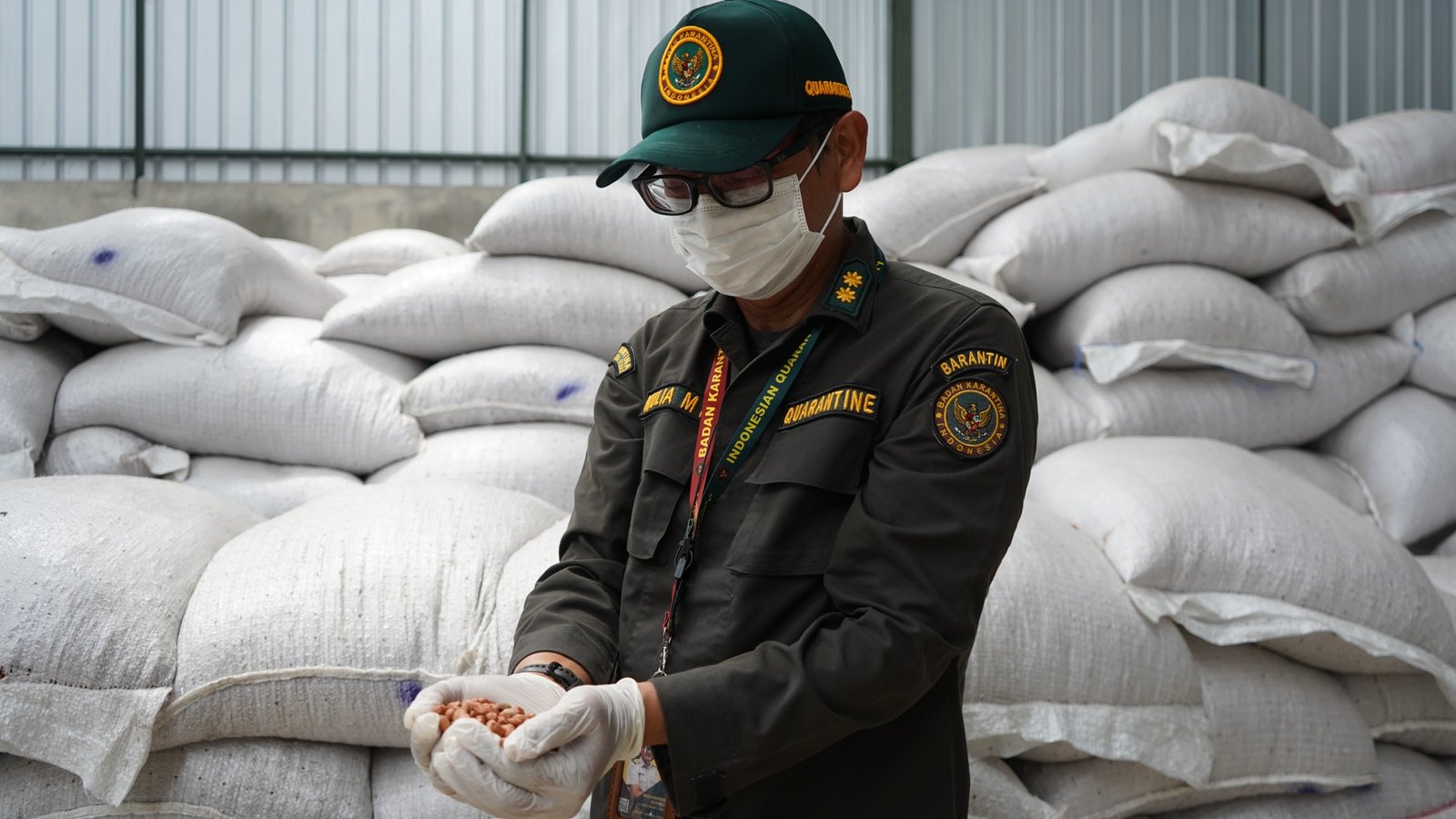 Kepala Karantina Jambi Sudiwan Situmorang cek kacang tanah impor Malaysia.