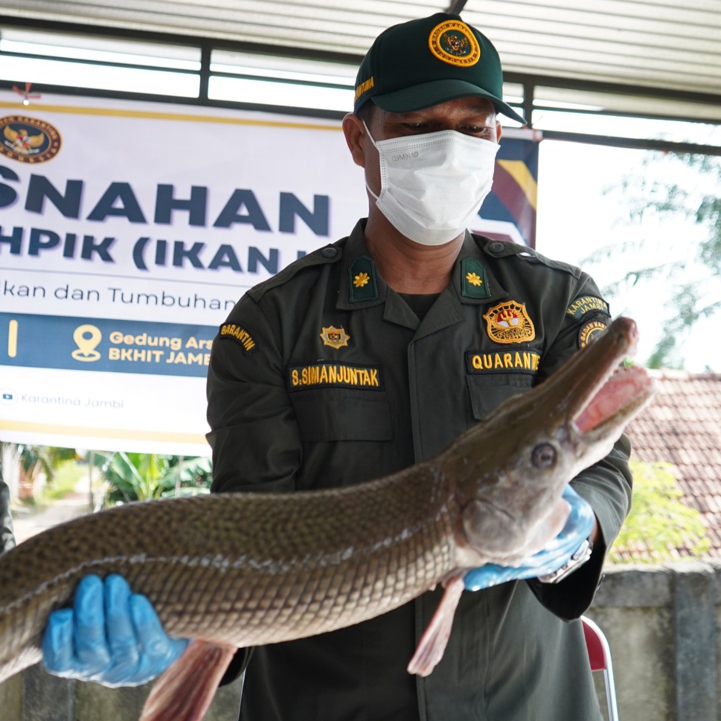 Kepala Karantina Jambi awasi pemusnahan ikan Aligator Gar.