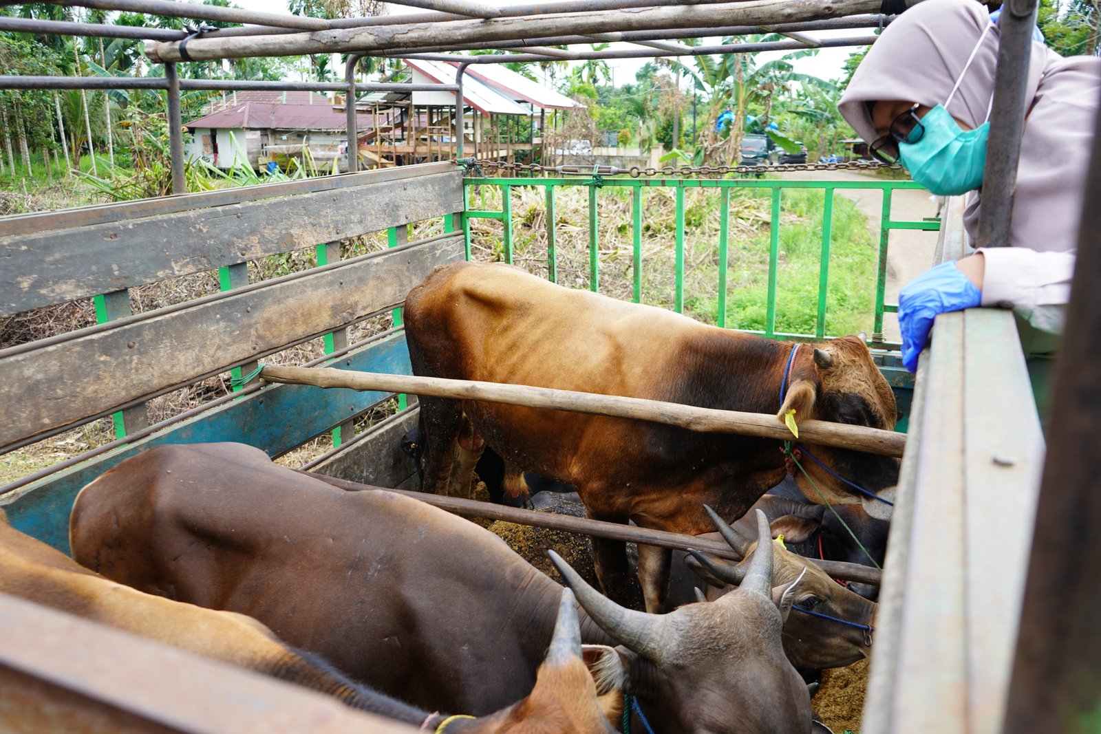 alt="Petugas Karantina Jambi melakukan pemeriksaan fisik dan kesehatan pada sapi kurban sebelum dilalulintaskan"
