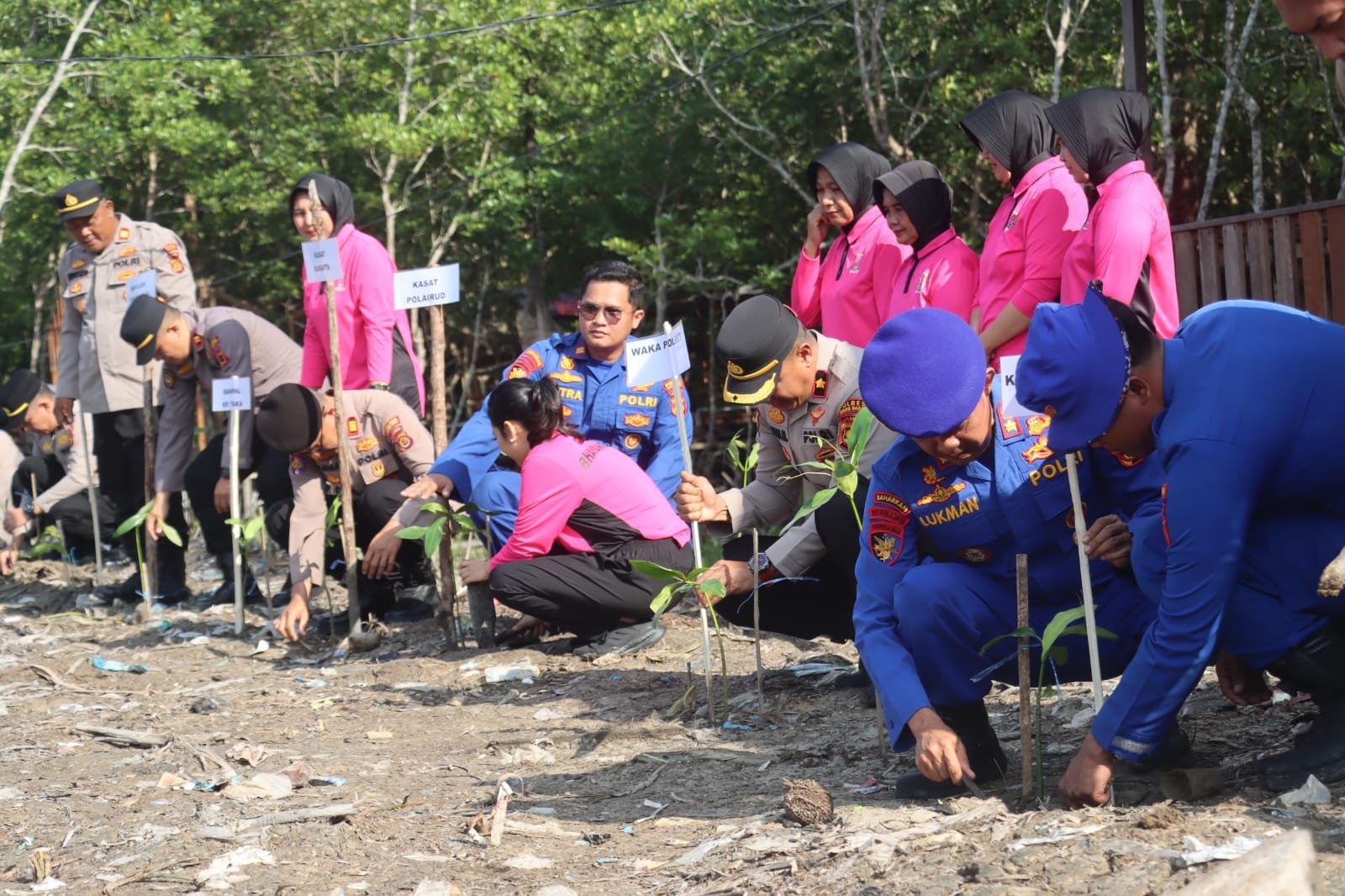 alt="Dirpolairud Polda Jambi Kombes Pol Dhovan Oktaviantoni menanam bibit mangrove di area lumpur Pantai Kelapa Parit 9"